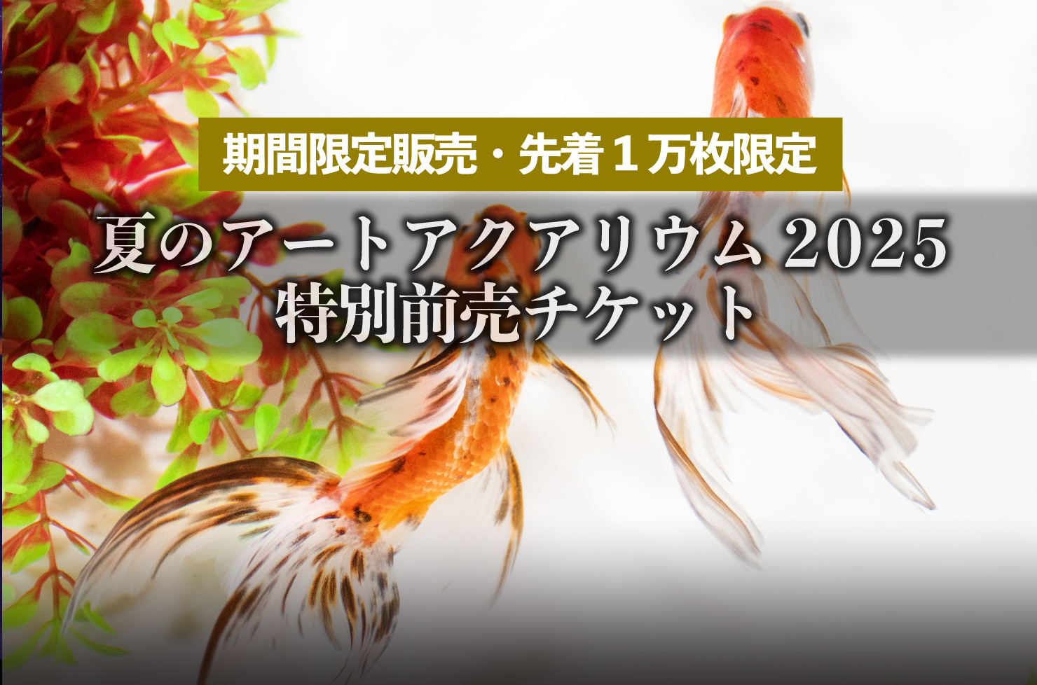 〈期間限定販売〉〈先着1万枚限定〉夏のアートアクアリウム2025　特別前売チケット